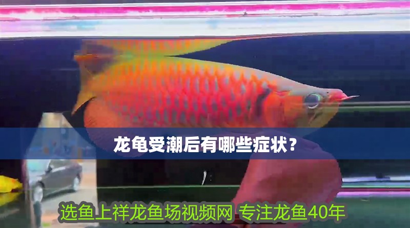 龍龜受潮后有哪些癥狀？