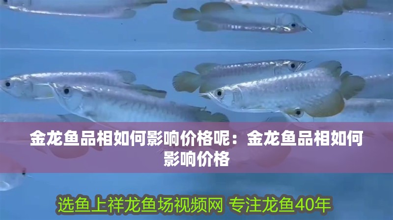 金龍魚品相如何影響價格呢：金龍魚品相如何影響價格
