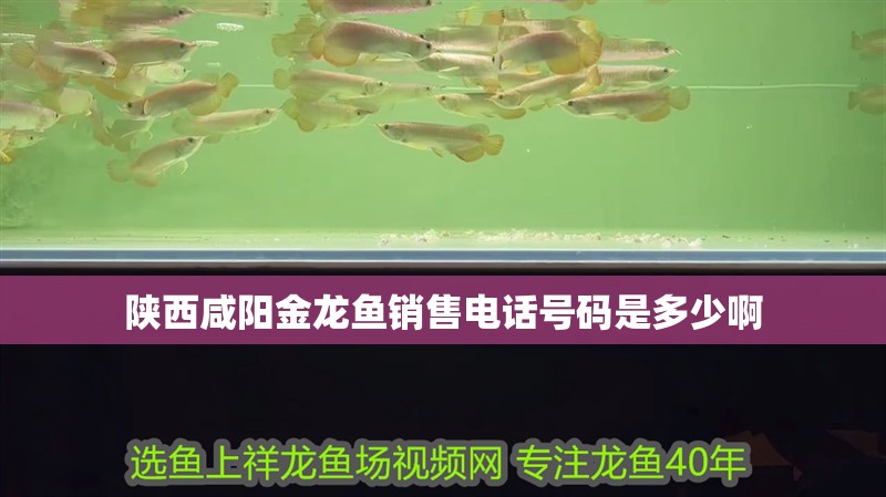 陜西咸陽金龍魚銷售電話號碼是多少啊