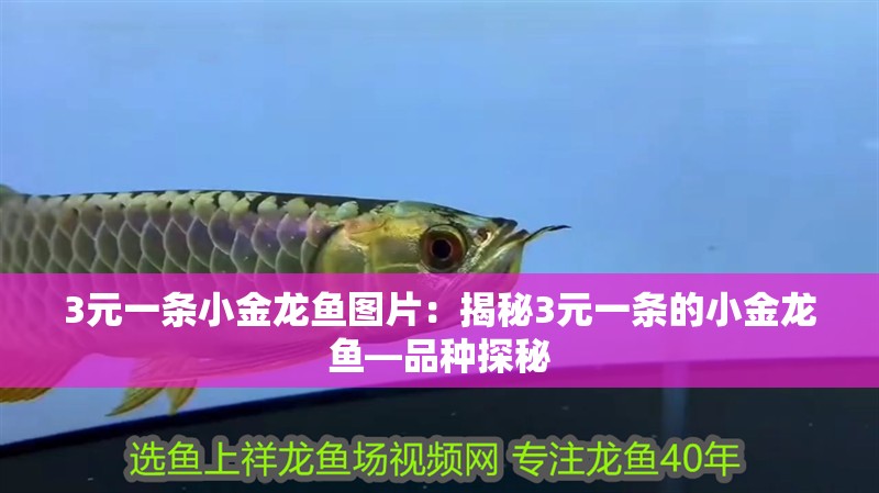 3元一條小金龍魚圖片：揭秘3元一條的小金龍魚—品種探秘