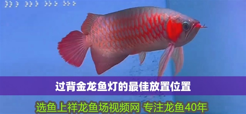 過背金龍魚燈的最佳放置位置