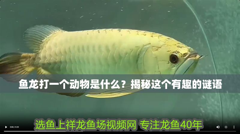 魚龍打一個動物是什么？揭秘這個有趣的謎語