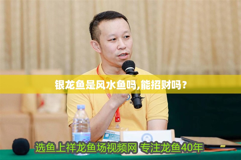 銀龍魚是風水魚嗎,能招財嗎？