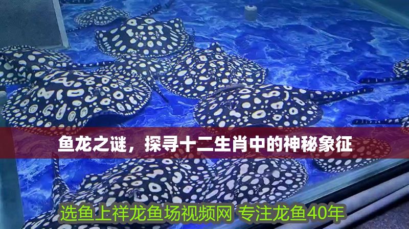 魚龍之謎，探尋十二生肖中的神秘象征