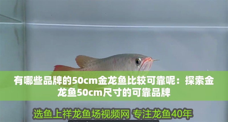 有哪些品牌的50cm金龍魚(yú)比較可靠呢：探索金龍魚(yú)50cm尺寸的可靠品牌