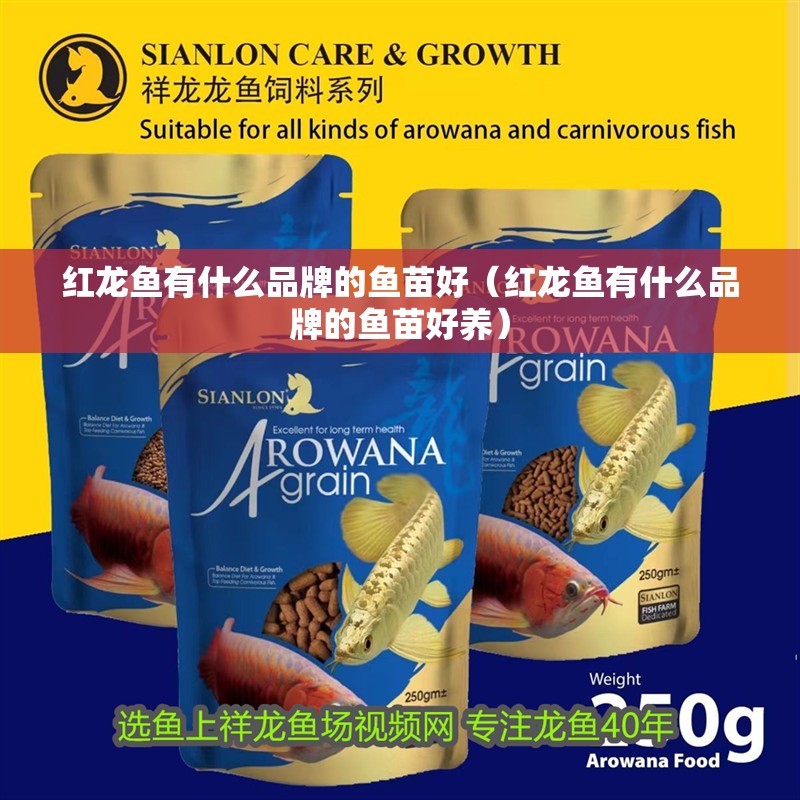 魚缸過濾器選購指南:自制魚缸過濾器魚缸上置過濾器對于養魚愛好者的必備知識 紅龍魚有什么品牌的魚苗好(紅龍魚有什么品牌的魚苗好養) 龍魚百科 紅龍魚有什么品牌的魚苗好(紅龍魚有什么品牌的魚苗好養) 紅龍魚有什么品牌的魚苗好(紅龍魚有什么品牌的魚苗好養) 龍魚百科