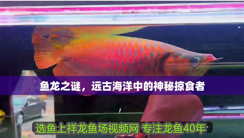 魚龍之謎，遠古海洋中的神秘掠食者