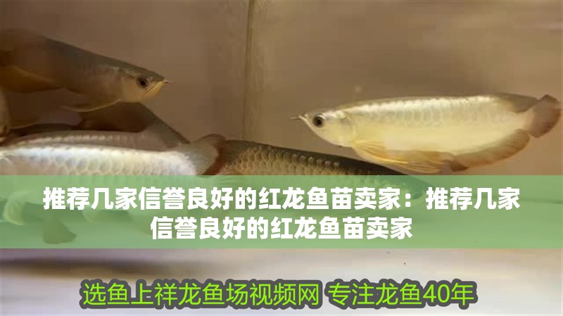推薦幾家信譽良好的紅龍魚苗賣家：推薦幾家信譽良好的紅龍魚苗賣家