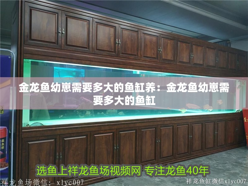 金龍魚幼崽需要多大的魚缸養(yǎng)：金龍魚幼崽需要多大的魚缸