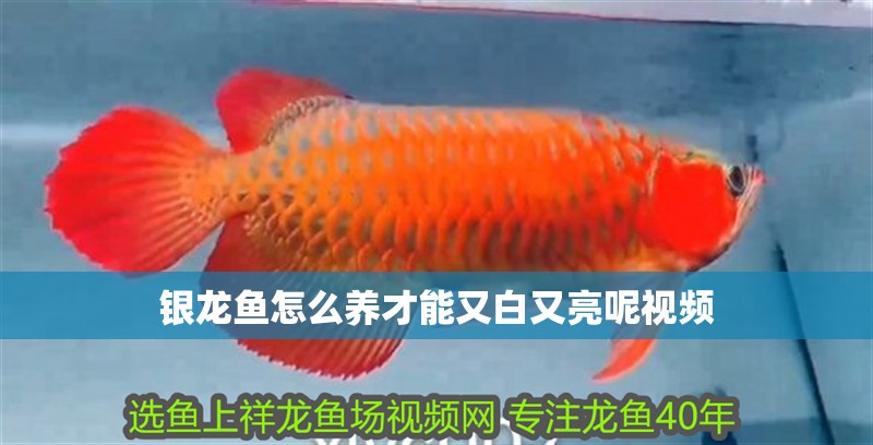 銀龍魚怎么養才能又白又亮呢視頻