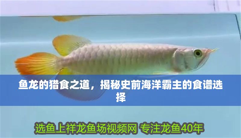 魚龍的獵食之道，揭秘史前海洋霸主的食譜選擇 魚龍的獵食之道，揭秘史前海洋霸主的食譜選擇 龍魚百科 第1張