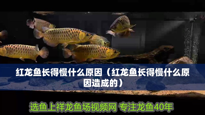 紅龍魚長得慢什么原因（紅龍魚長得慢什么原因造成的）