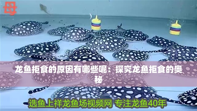 龍魚拒食的原因有哪些呢：探究龍魚拒食的奧秘