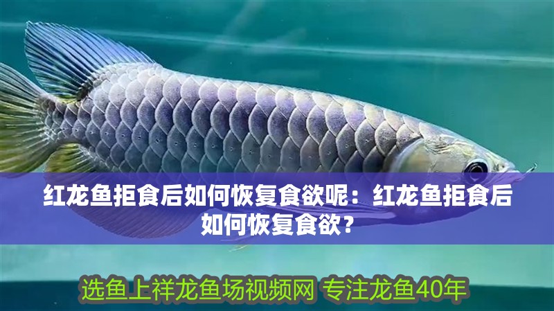 龍魚掉眼能恢復嗎？：龍魚掉眼怎么辦