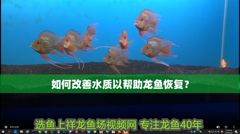 如何改善水質以幫助龍魚恢復？