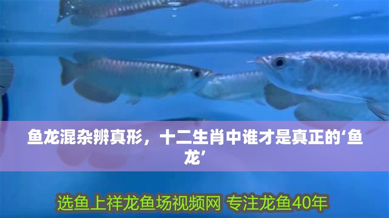 魚龍混雜辨真形，十二生肖中誰才是真正的‘魚龍’