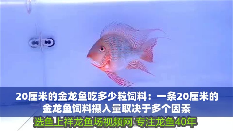 20厘米的金龍魚吃多少粒飼料：一條20厘米的金龍魚飼料攝入量取決于多個因素