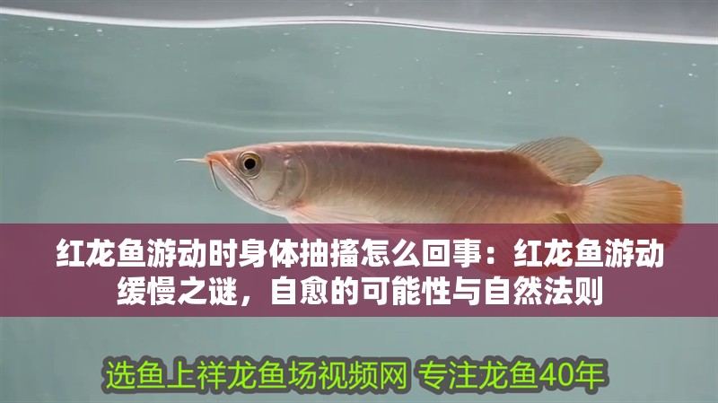 紅龍魚游動時身體抽搐怎么回事：紅龍魚游動緩慢之謎，自愈的可能性與自然法則