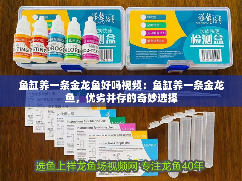 魚缸養一條金龍魚好嗎視頻：魚缸養一條金龍魚，優劣并存的奇妙選擇
