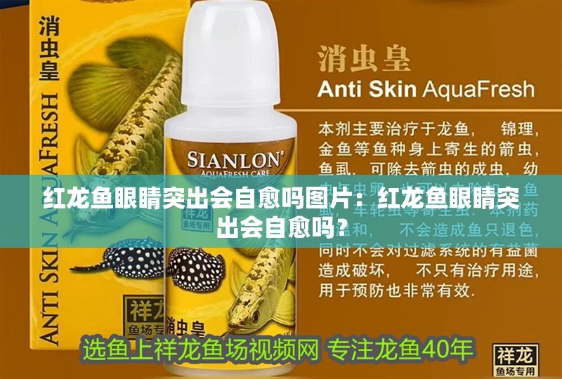 紅龍魚眼睛突出會自愈嗎圖片：紅龍魚眼睛突出會自愈嗎？