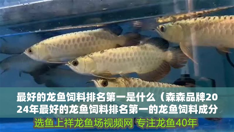 最好的龍魚飼料排名第一是什么（森森品牌2024年最好的龍魚飼料排名第一的龍魚飼料成分對比分析）
