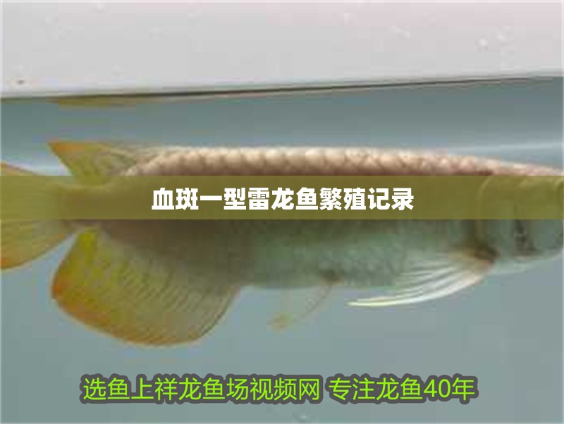 血斑一型雷龍魚繁殖記錄