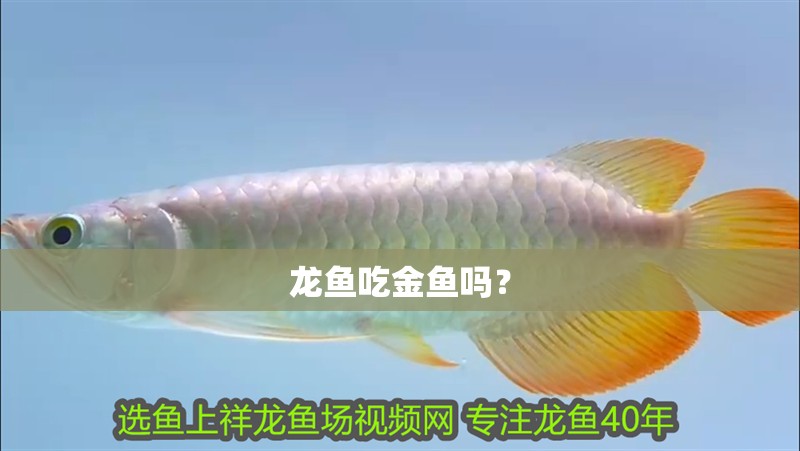 龍魚吃金魚嗎？