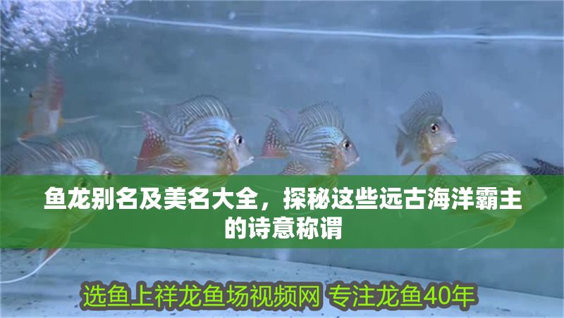魚龍別名及美名大全，探秘這些遠古海洋霸主的詩意稱謂