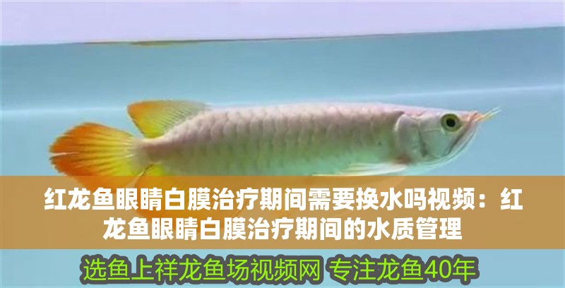 紅龍魚眼睛白膜治療期間需要換水嗎視頻：紅龍魚眼睛白膜治療期間的水質管理