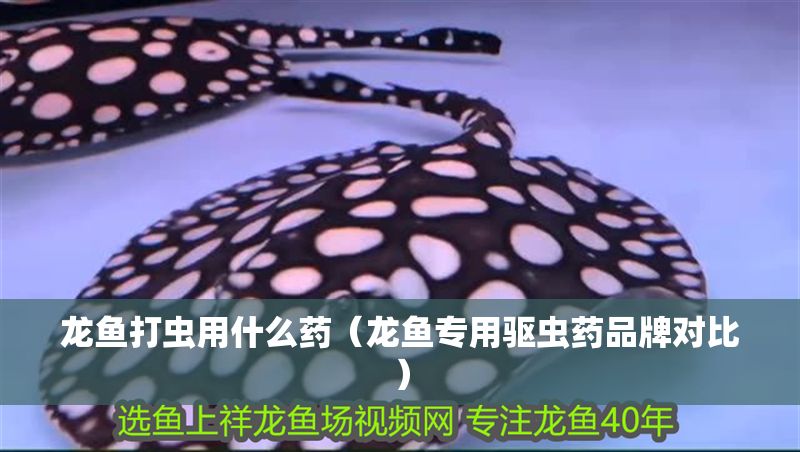 龍魚打蟲用什么藥（龍魚專用驅(qū)蟲藥品牌對比）