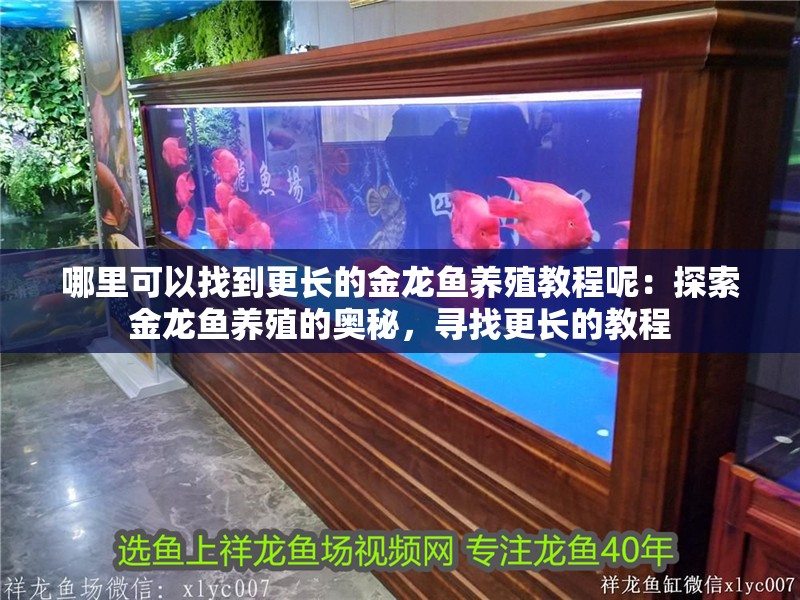 哪里可以找到更長(zhǎng)的金龍魚養(yǎng)殖教程呢：探索金龍魚養(yǎng)殖的奧秘，尋找更長(zhǎng)的教程