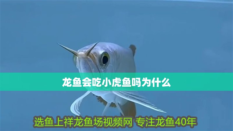 龍魚會吃小虎魚嗎為什么