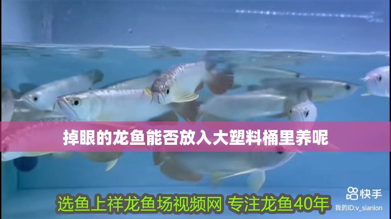 掉眼的龍魚能否放入大塑料桶里養(yǎng)呢