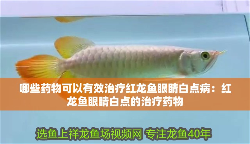 最漂亮的紅龍魚圖片：最漂亮的紅龍魚排名榜，鑒賞與選購指南