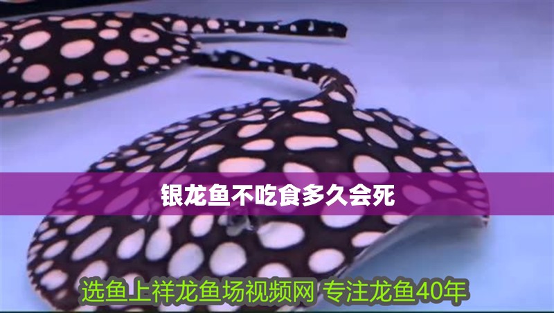 銀龍魚不吃食多久會死