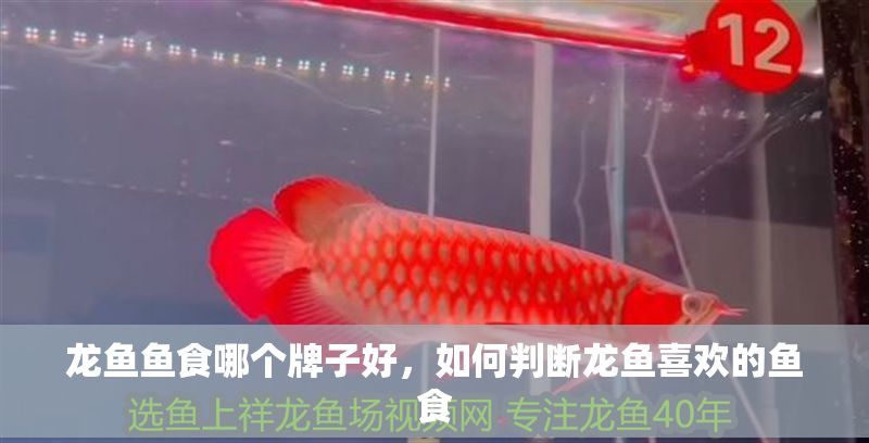 龍魚魚食哪個牌子好，如何判斷龍魚喜歡的魚食