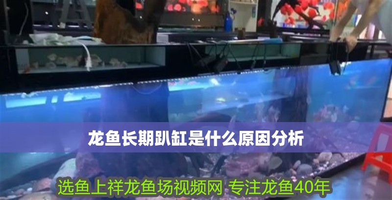 龍魚長期趴缸是什么原因分析 龍魚長期趴缸是什么原因分析 龍魚百科
