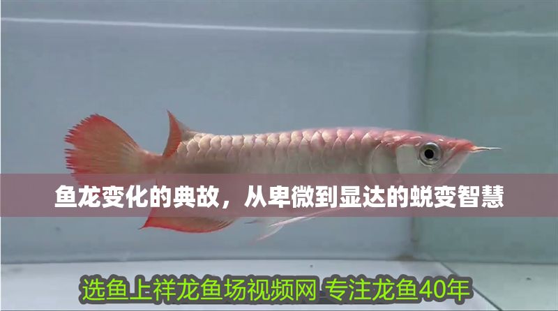 魚龍變化的典故，從卑微到顯達的蛻變智慧