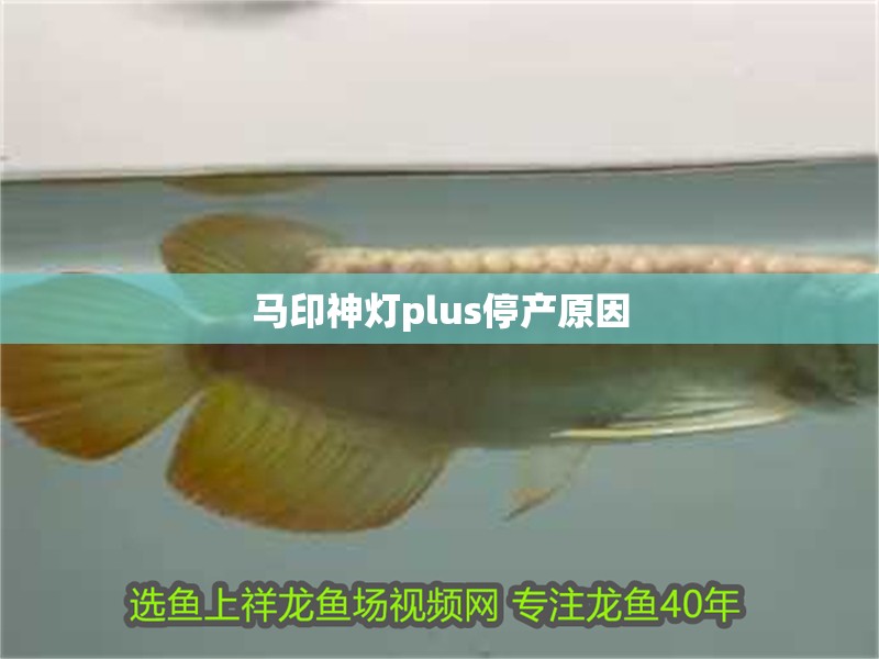 馬印神燈plus停產原因