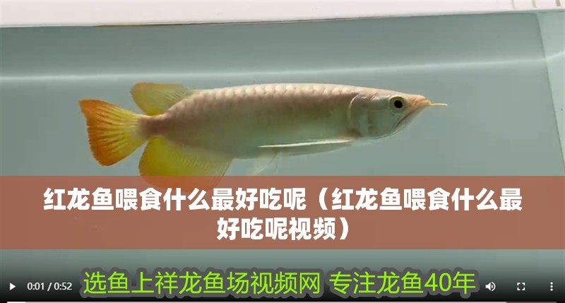 紅龍魚喂食什么最好吃呢（紅龍魚喂食什么最好吃呢視頻）