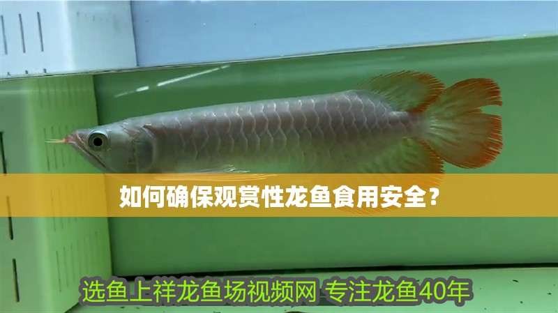 如何確保觀賞性龍魚食用安全？