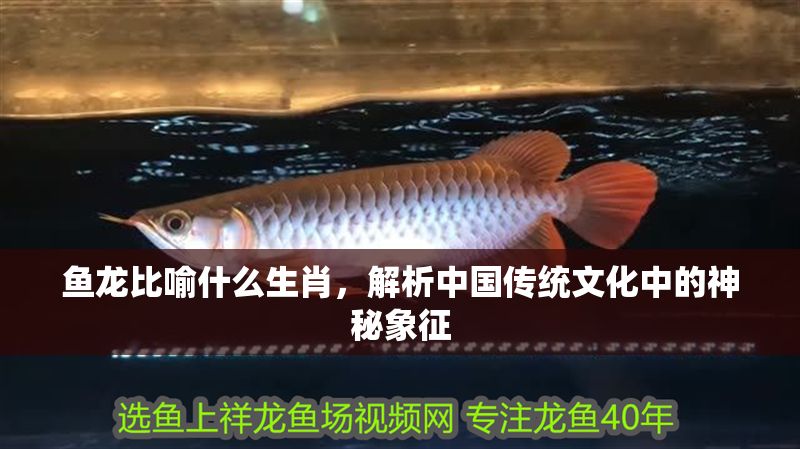 魚龍比喻什么生肖，解析中國傳統文化中的神秘象征 魚龍比喻什么生肖，解析中國傳統文化中的神秘象征 龍魚百科 第1張