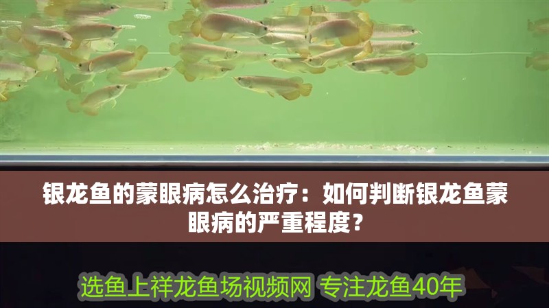 銀龍魚的蒙眼病怎么治療：如何判斷銀龍魚蒙眼病的嚴重程度？