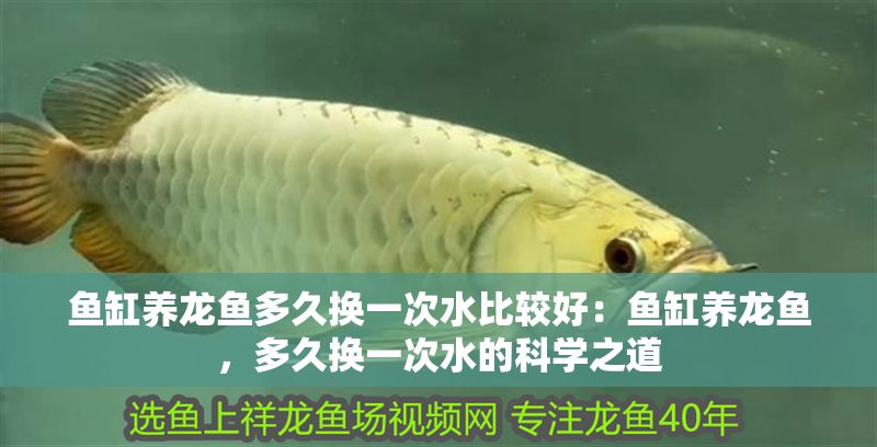 魚缸養龍魚多久換一次水比較好：魚缸養龍魚，多久換一次水的科學之道