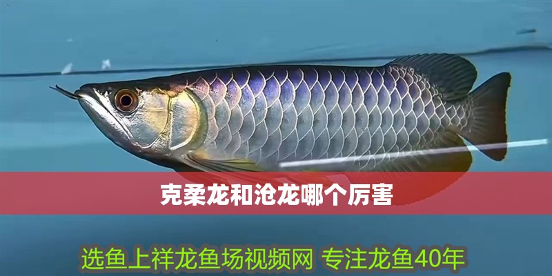 克柔龍和滄龍哪個厲害