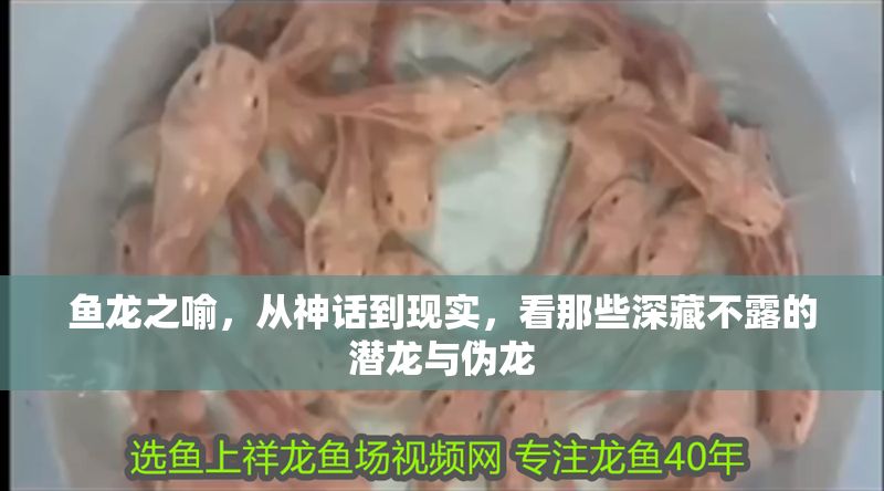 魚龍之喻，從神話到現(xiàn)實，看那些深藏不露的潛龍與偽龍 魚龍之喻，從神話到現(xiàn)實，看那些深藏不露的潛龍與偽龍 龍魚百科 第1張