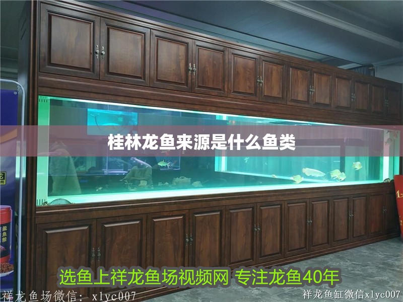 桂林龍魚來源是什么魚類