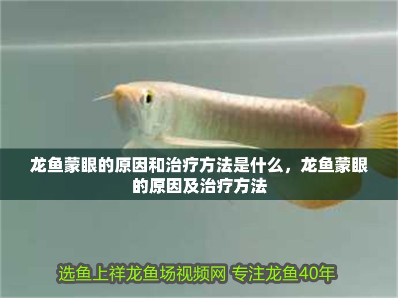 龍魚蒙眼的原因和治療方法是什么，龍魚蒙眼的原因及治療方法