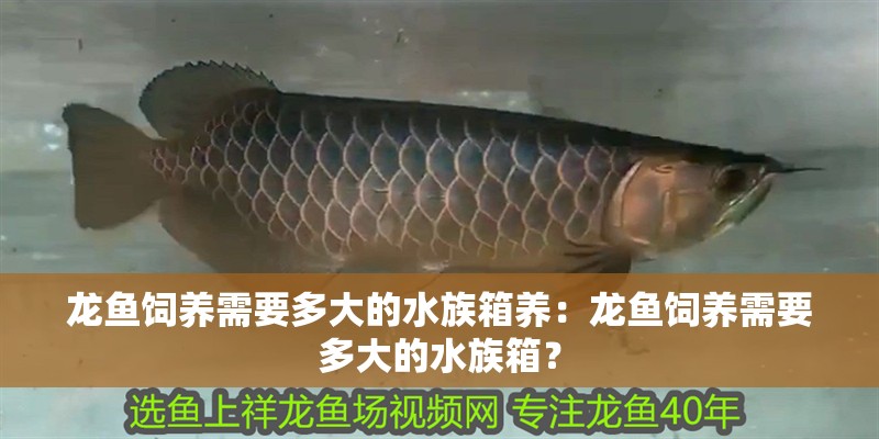 龍魚飼養需要多大的水族箱養：龍魚飼養需要多大的水族箱？