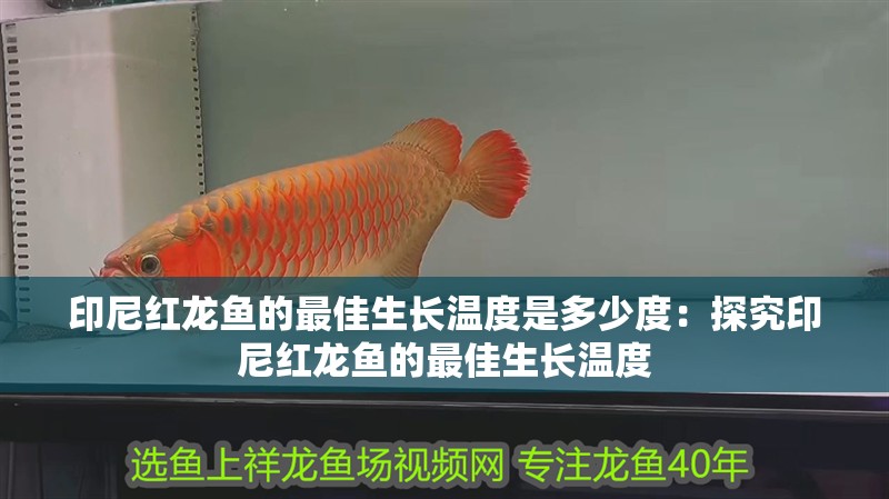 印尼紅龍魚的最佳生長溫度是多少度：探究印尼紅龍魚的最佳生長溫度